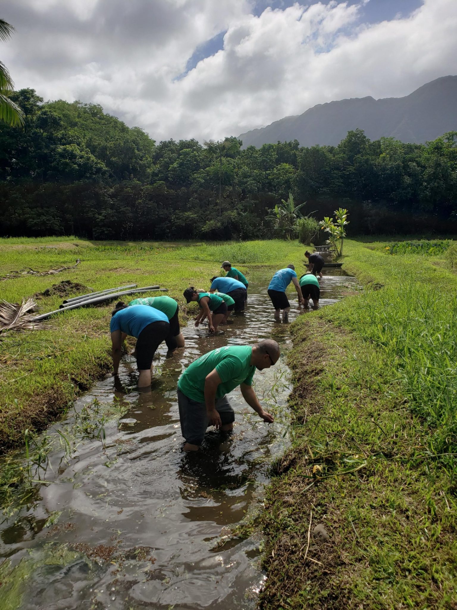 Employees cleaning a stream - Day in the Community event in Hawaii